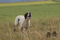 Pedigree OWEN DE L'AOURO Pedigree OWEN DE L'AOURO